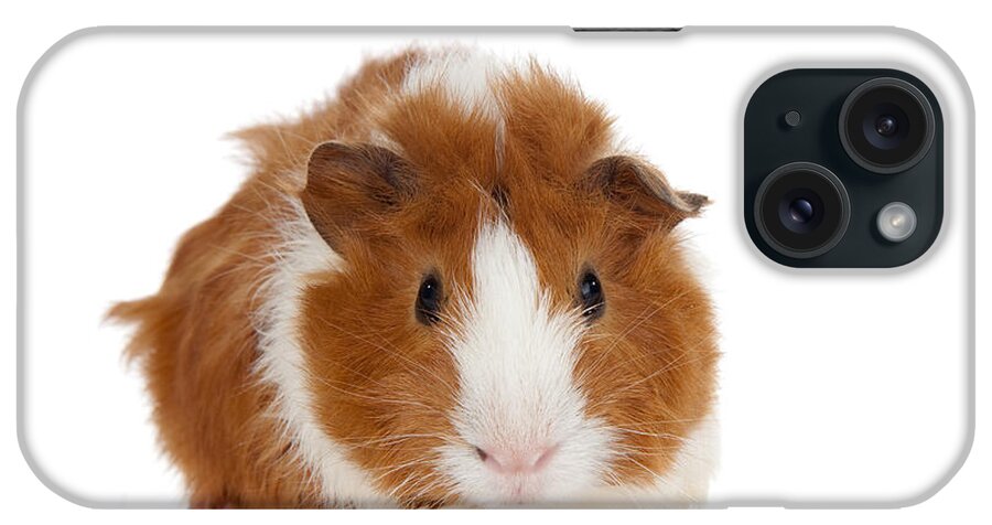 Abyssinian Guinea Pig iPhone Case featuring the photograph Abyssinian Guinea Pig #2 by Anthony Totah