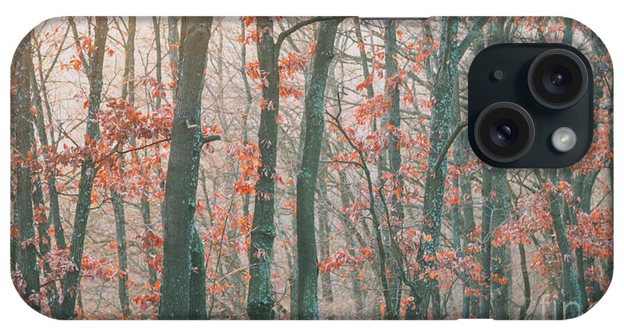 Landscape iPhone Case featuring the photograph Autumn forest #2 by Jelena Jovanovic