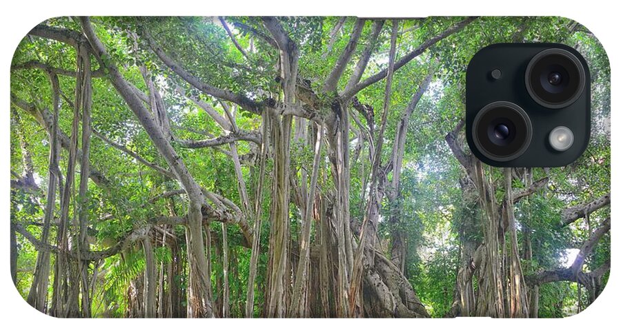Banyan Tree iPhone Case featuring the photograph Banyan #2 by Alison Belsan Horton