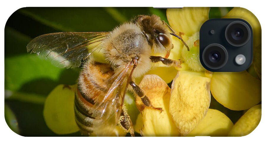 Animals iPhone Case featuring the photograph Bees Gathering from Pittosporum Flowers #2 by Jim Thompson