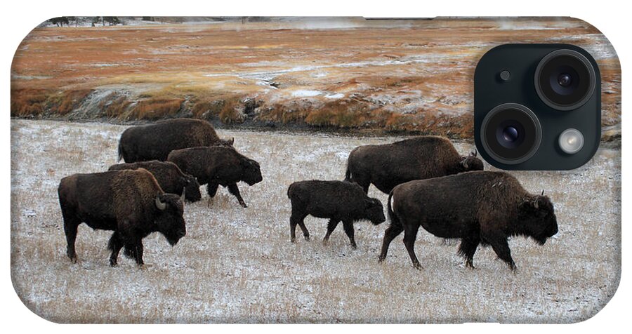 Yellowstone iPhone Case featuring the photograph Bison in Yellowstone National Park #2 by Pierre Leclerc Photography