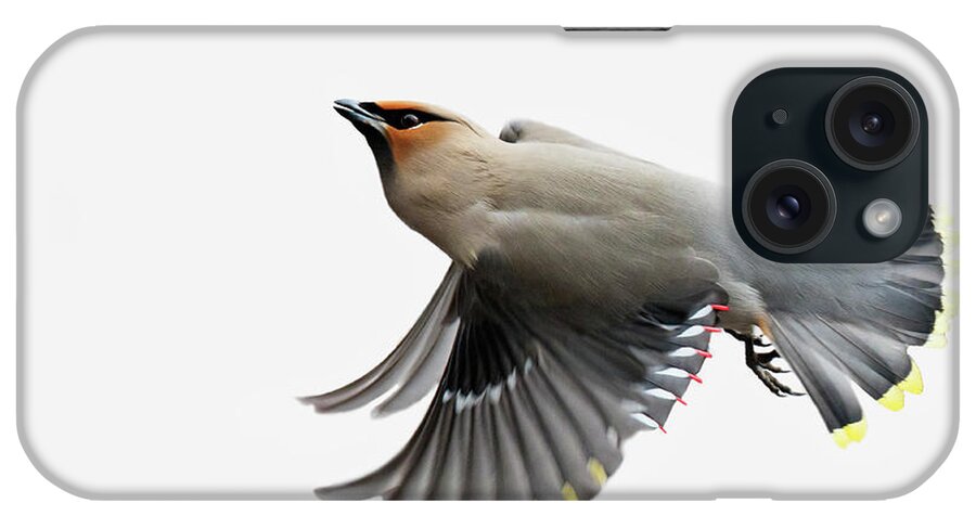 Bohemian iPhone Case featuring the photograph Bohemian Waxwing #2 by Mircea Costina Photography