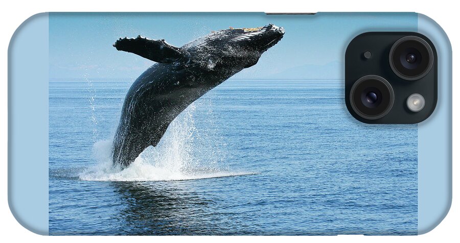 Alaska iPhone Case featuring the photograph Breaching humpback whales Happy-1 by Dorothy Darden