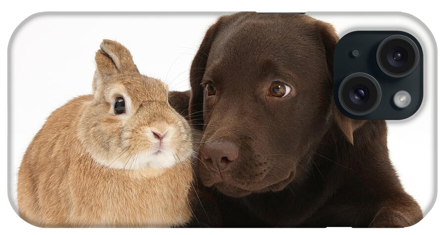 Animal iPhone Case featuring the photograph Chocolate Lab & Netherland-cross Rabbit #2 by Mark Taylor