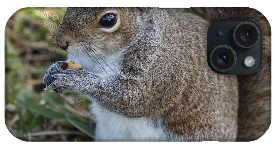 Squirrel iPhone Case featuring the photograph Eastern Gray Squirrel #2 by Allan Hughes