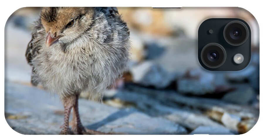Gambel's iPhone Case featuring the photograph Gambel's Quail Chick 9833 #2 by Tam Ryan