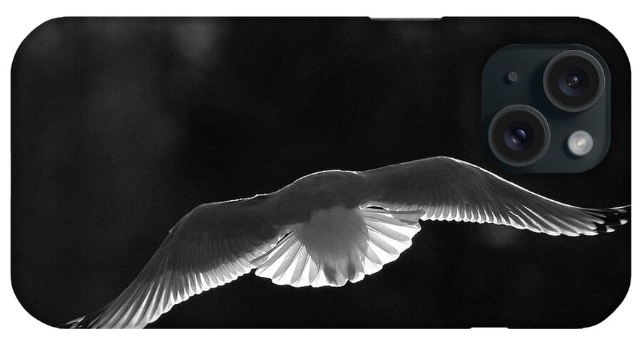Seaagull iPhone Case featuring the photograph Glowing Wings #2 by Karol Livote