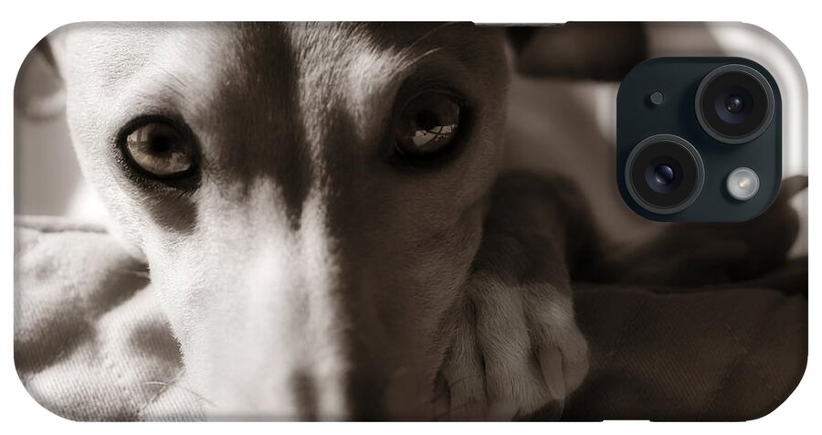 Editorial iPhone Case featuring the photograph Heart You Italian Greyhound by Angela Rath