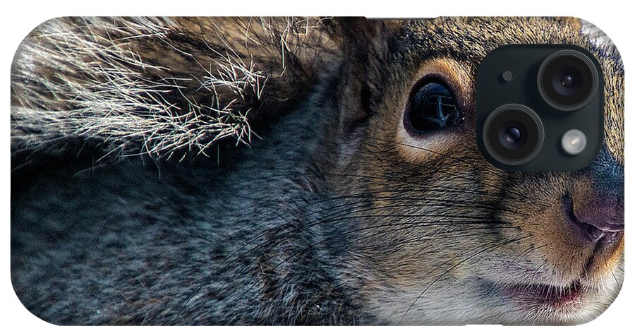 Squirrel iPhone Case featuring the photograph Hello #2 by Cathy Kovarik