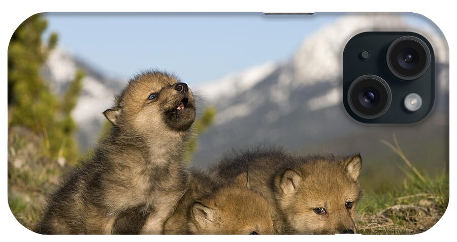 Gray Wolf iPhone Case featuring the photograph Howling Wolf Cub #2 by Jean-Louis Klein & Marie-Luce Hubert