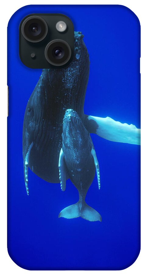 00114440 iPhone Case featuring the photograph Humpback Whale Mother And Calf Off Maui #2 by Flip Nicklin