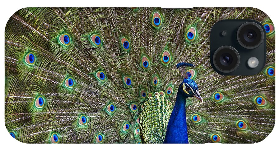 00176459 iPhone Case featuring the photograph Indian Peafowl Male With Tail Fanned #2 by Tim Fitzharris