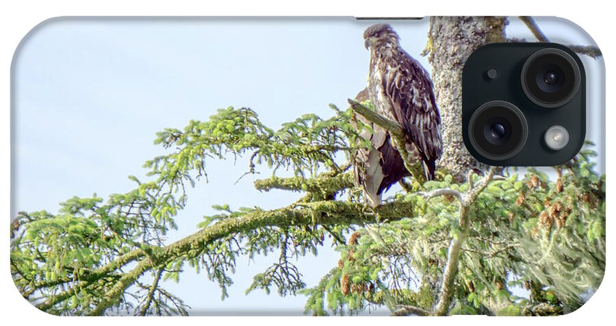 Bald iPhone Case featuring the photograph Juveniel and adult bald eagle on top of a tree #2 by Alex Grichenko