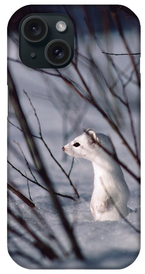 Mp iPhone Case featuring the photograph Long-tailed Weasel Mustela Frenata #2 by Michael Quinton