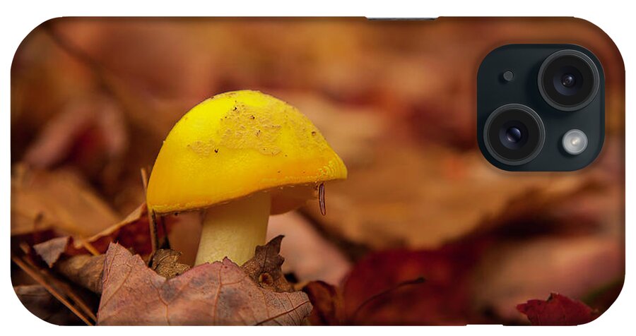 Fall iPhone Case featuring the photograph Mushroom #2 by Benjamin Dahl
