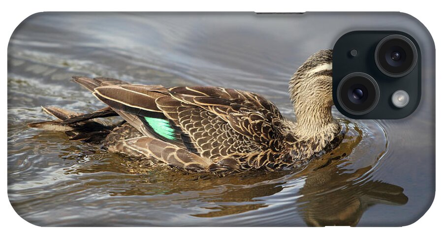 Pacific Black Duck iPhone Case featuring the photograph Pacific Black Duck #2 by John Watkins/FLPA