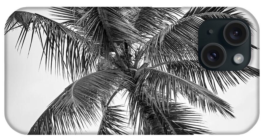 Palm iPhone Case featuring the photograph Palm tree 1 by Elena Elisseeva
