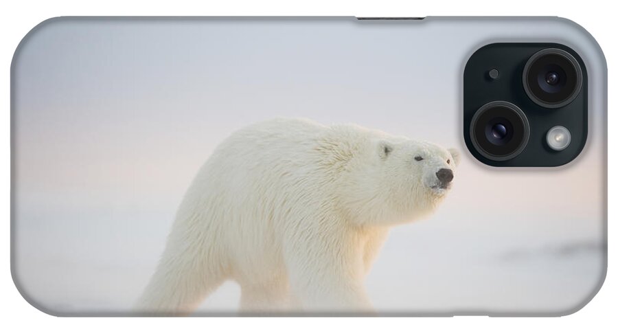 Alaska iPhone Case featuring the photograph Polar Bear Ursus Maritimus , Young #2 by Steven Kazlowski