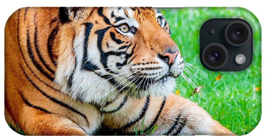Animal iPhone Case featuring the photograph Pre-pounce Tiger #2 by Ray Shiu