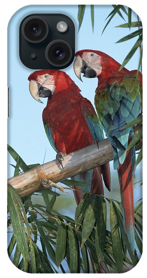 Mp iPhone Case featuring the photograph Red And Green Macaw Ara Chloroptera by Konrad Wothe