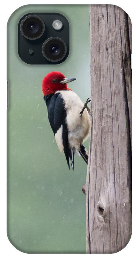 Red Headed Woodpecker iPhone Case featuring the photograph Red Headed Woodpecker #2 by Holden The Moment