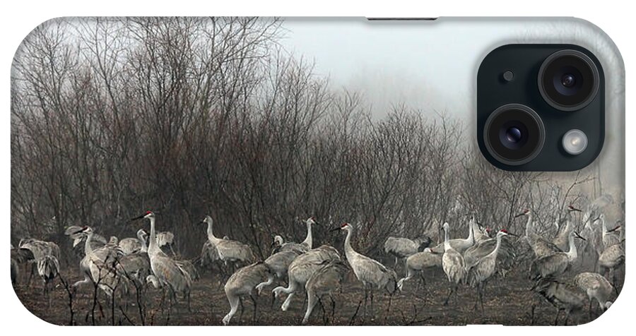 Cranes iPhone Case featuring the photograph Sandhill Cranes and the Fog by Farol Tomson