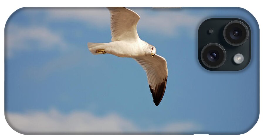 Seagulls iPhone Case featuring the photograph 2- Seagull by Joseph Keane