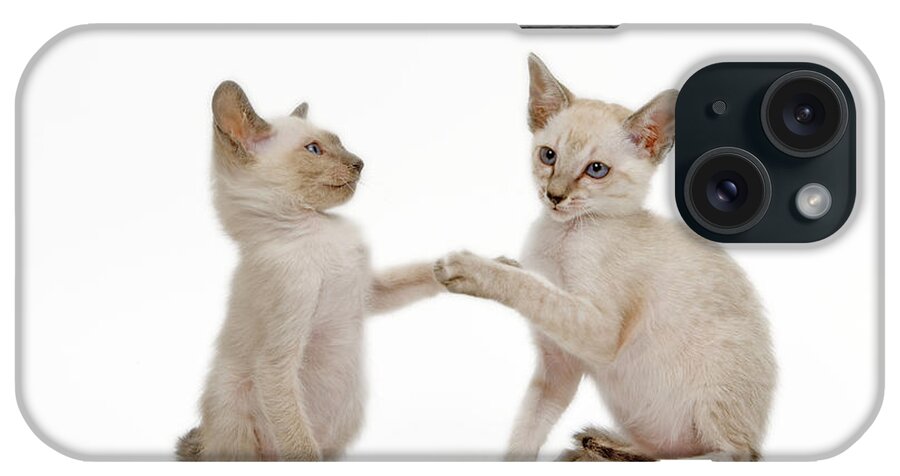 Cat iPhone Case featuring the photograph Siamese Cat Kittens #3 by Jean-Michel Labat