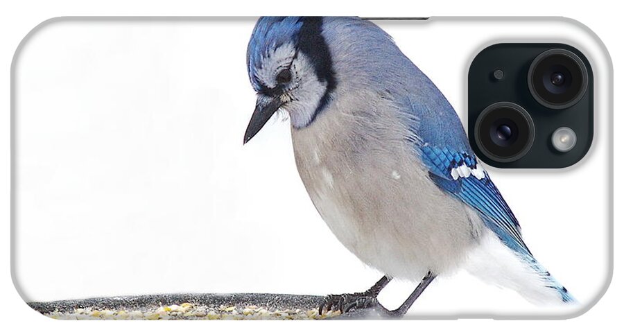 Blue Jay iPhone Case featuring the photograph Sitting Pretty #1 by Andrea Kollo