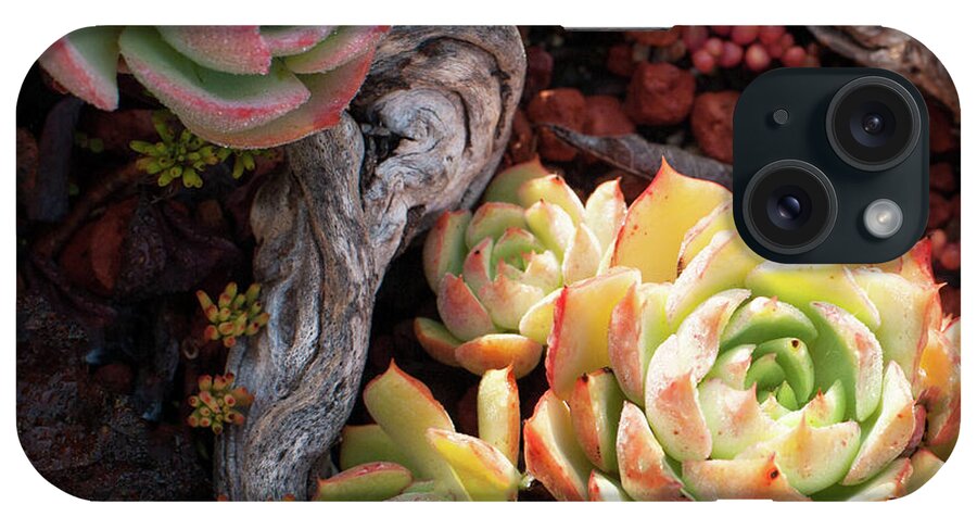 Succulent iPhone Case featuring the photograph Succulents #2 by Catherine Lau