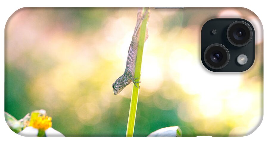 Animal iPhone Case featuring the photograph Suspended headlong lizard #2 by Amanda Mohler