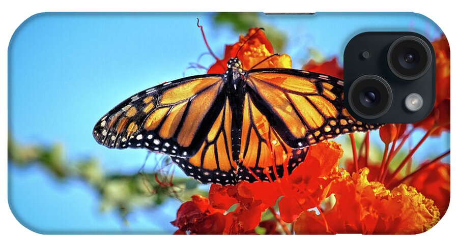 Orange iPhone Case featuring the photograph The Resting Monarch by Robert Bales