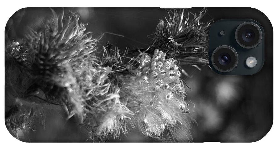 Cirsium iPhone Case featuring the photograph Thistle Seeds #2 by Dariusz Gudowicz