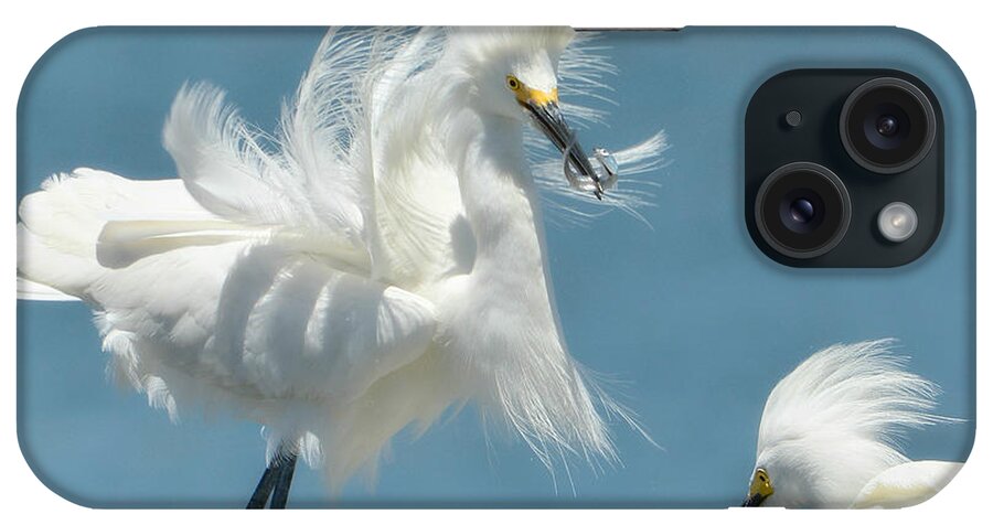 Snowy White Egrets iPhone Case featuring the photograph Triumphant #2 by Fraida Gutovich