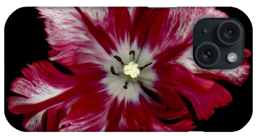 Black iPhone Case featuring the photograph White and Red Parrot Tulip #2 by Oscar Gutierrez
