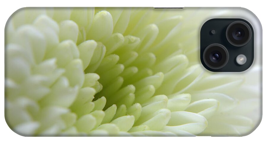 Chrysanthemum iPhone Case featuring the photograph White Chrysanthemum #2 by Chris Day