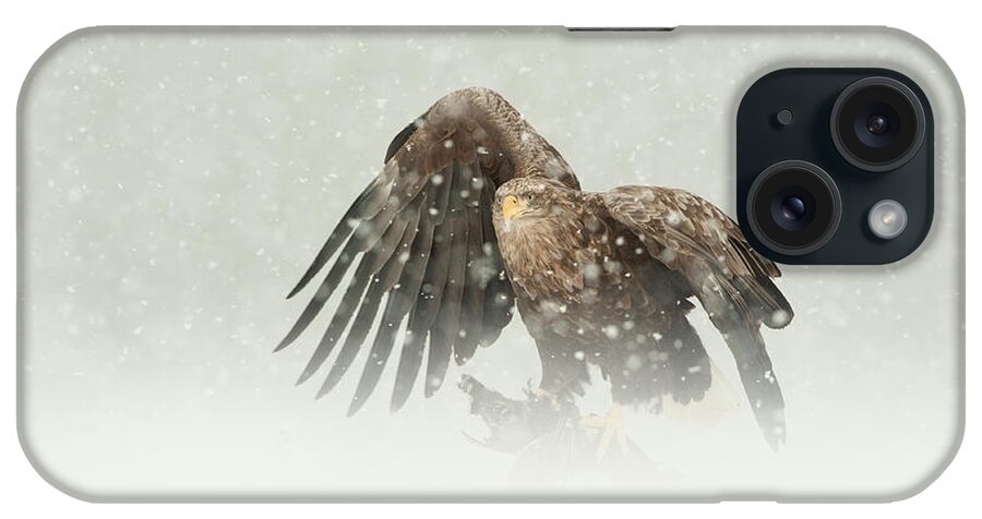 Norway iPhone Case featuring the photograph White-tailed Eagle #2 by Andy Astbury