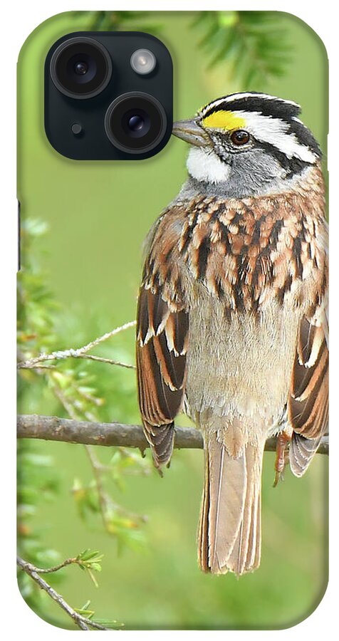 Bird iPhone Case featuring the photograph White-throated Sparrow #2 by Alan Lenk