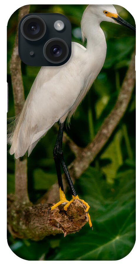 Christopher Holmes Photography iPhone Case featuring the photograph White Egret by Christopher Holmes