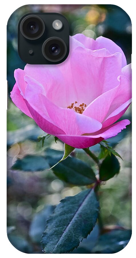 Rose iPhone Case featuring the photograph 2015 After the Frost at the Garden Pink Rose by Janis Senungetuk