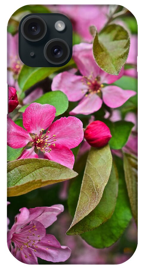 Crabapples iPhone Case featuring the photograph 2015 Spring at the Gardens Pink Crabapple Blossoms 2 by Janis Senungetuk