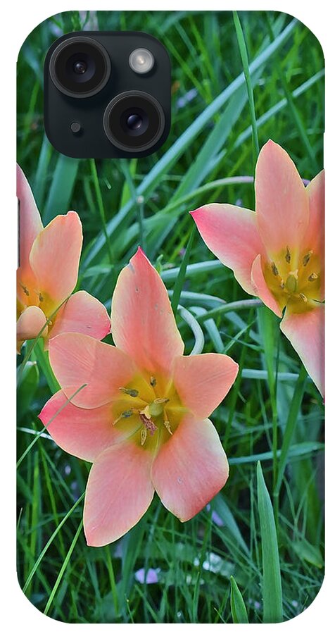 Tulips iPhone Case featuring the photograph 2015 Spring at the Gardens Meadow Garden Tulips 3 by Janis Senungetuk