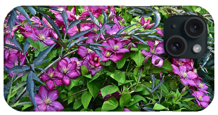 Clematis iPhone Case featuring the photograph 2015 Summer at the Garden Beautiful Clematis by Janis Senungetuk