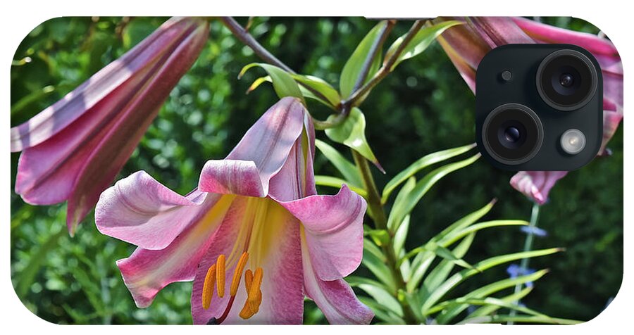 Lilies iPhone Case featuring the photograph 2015 Summer at the Garden Lilies in the Rose Garden 2 by Janis Senungetuk