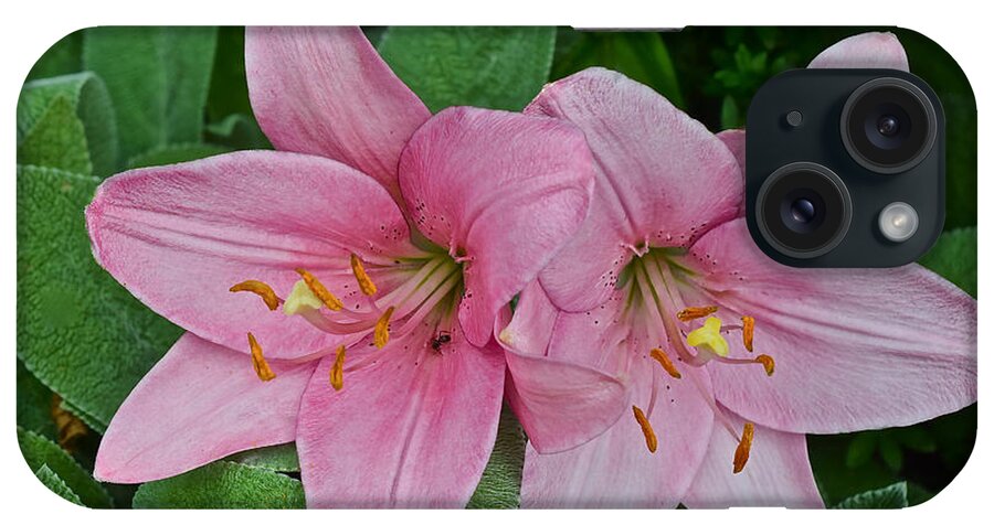 Asiatic Lilies iPhone Case featuring the photograph 2015 Summer at the Garden Pink Lilies 1 by Janis Senungetuk