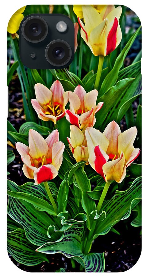 Tulips iPhone Case featuring the photograph 2016 Acewood Tulips 6 by Janis Senungetuk