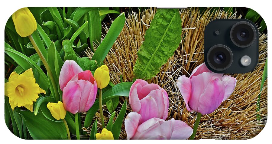 Tulips iPhone Case featuring the photograph 2016 Acewood Tulips and Daffodils by Janis Senungetuk