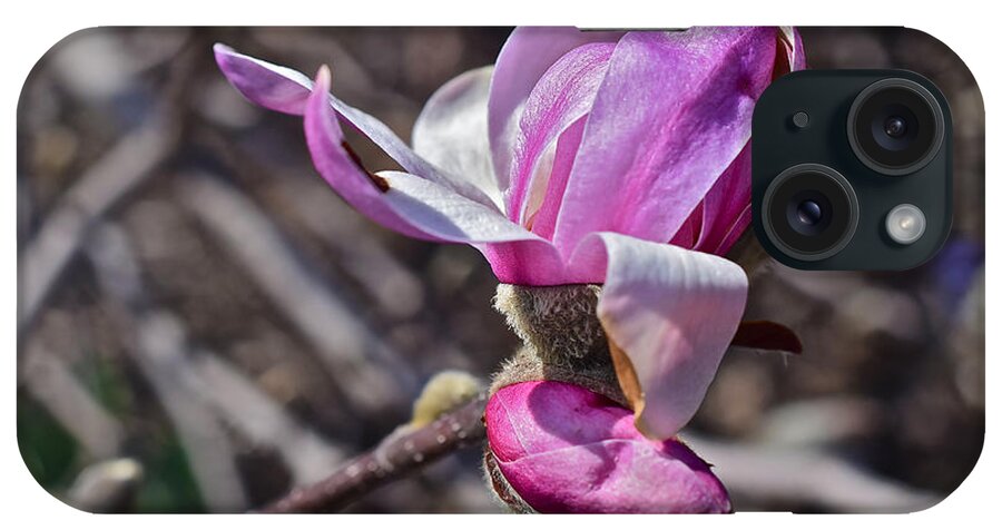 Magnolia iPhone Case featuring the photograph 2016 Early Spring Loebner Magnolia 2 by Janis Senungetuk
