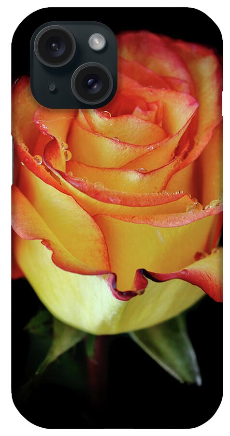 Flowers iPhone Case featuring the photograph 23rd Anniversary Rose by Elaine Malott
