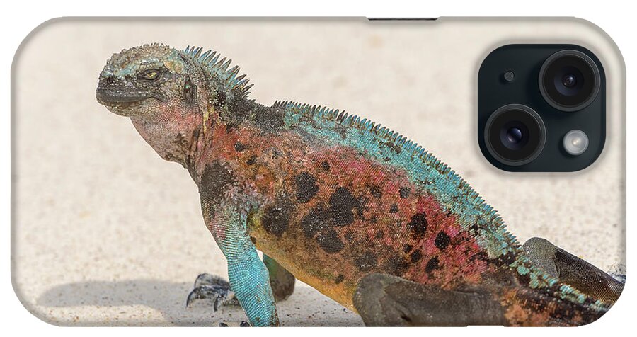 Marine Iguana iPhone Case featuring the photograph Marine Iguana on Galapagos Islands #27 by Marek Poplawski